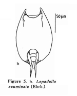 Lepadella cryphaea