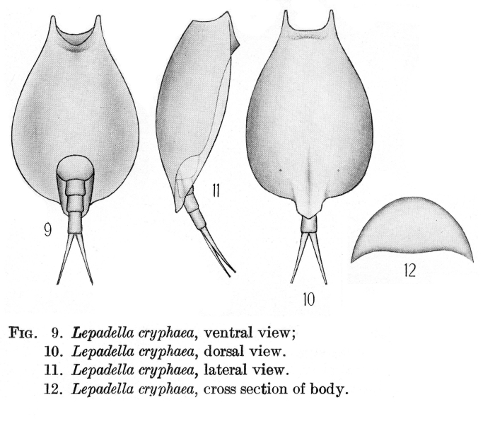 Lepadella cryphaea - Original description image