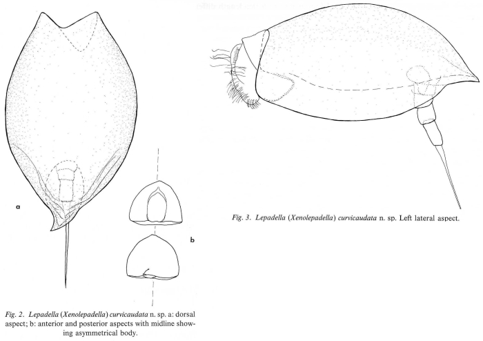 Lepadella curvicaudata - Original description image