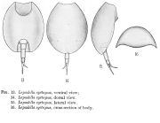 Lepadella cyrtopus
