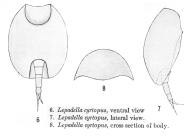 Lepadella cyrtopus