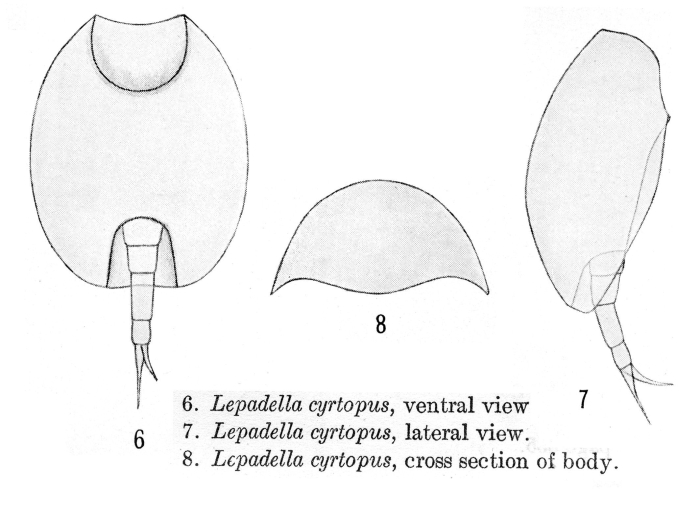 Lepadella cyrtopus Lepadella cyrtopus