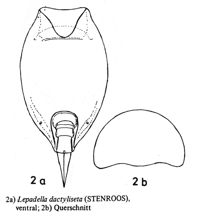 Lepadella dactyliseta Lepadella dactyliseta