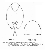 Lepadella dactyliseta