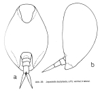 Lepadella dactyliseta