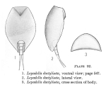 Lepadella dactyliseta