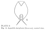 Lepadella dactyliseta