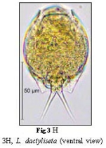Lepadella dactyliseta