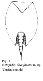 Lepadella dactyliseta