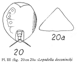 Lepadella deconincki - Original description image