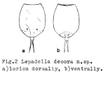 Lepadella decora - Original description image
