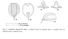 Lepadella degreefi