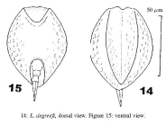 Lepadella degreefi