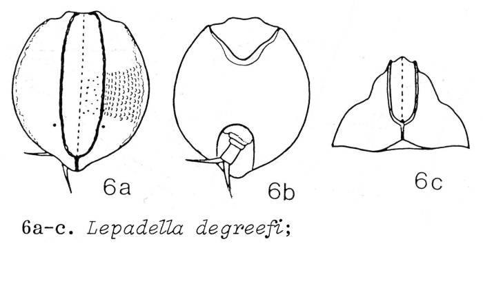 Lepadella degreefi - Original description image