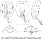 Lepadella deridderae - Original description image
