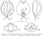 Lepadella deridderae alaskae - Original description image