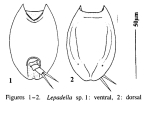 Lepadella desmeti