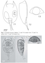 Lepadella desmeti