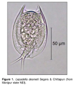 Lepadella desmeti