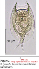 Lepadella desmeti