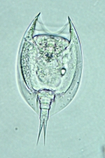Lepadella desmeti