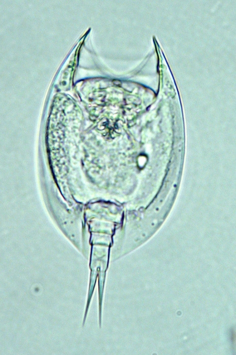 Lepadella desmeti Lepadella desmeti