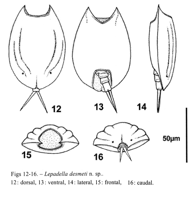 Lepadella desmeti - Original description image
