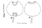 Lepadella discoidea