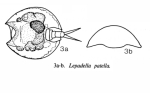 Lepadella discoidea