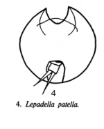 Lepadella discoidea