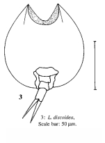 Lepadella discoidea