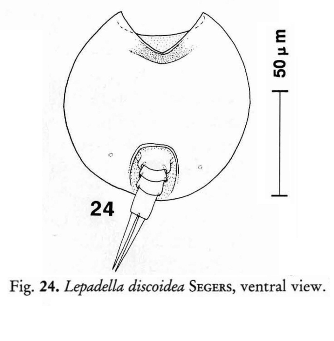 Lepadella discoidea Lepadella discoidea