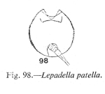 Lepadella discoidea