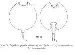 Lepadella discoidea