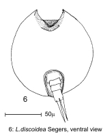 Lepadella discoidea