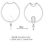 Lepadella discoidea