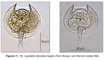 Lepadella discoidea