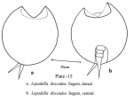 Lepadella discoidea