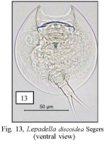 Lepadella discoidea