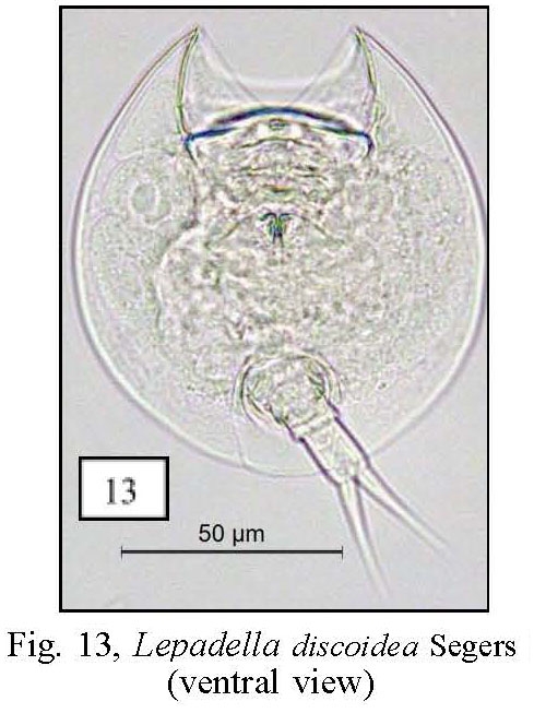 Lepadella discoidea Lepadella discoidea
