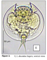 Lepadella discoidea
