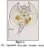 Lepadella discoidea