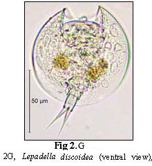 Lepadella discoidea