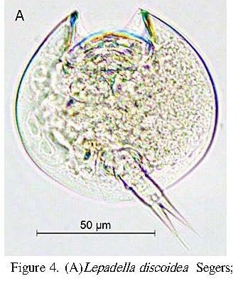 Lepadella discoidea
