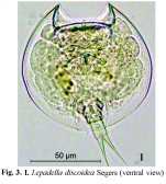 Lepadella discoidea