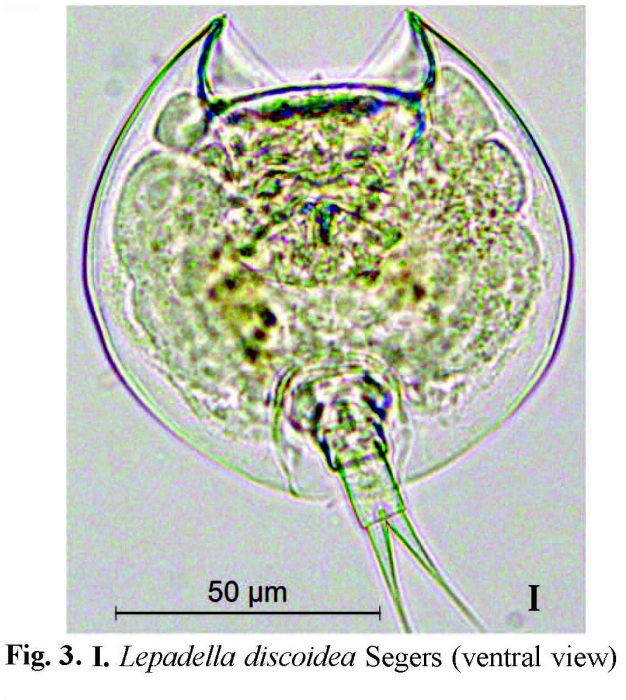 Lepadella discoidea Lepadella discoidea