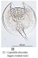 Lepadella discoidea