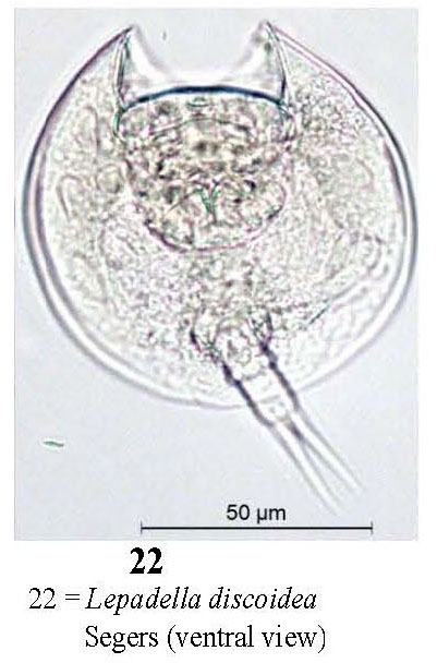 Lepadella discoidea Lepadella discoidea