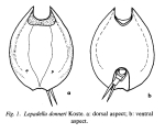 Lepadella donneri
