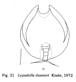 Lepadella donneri